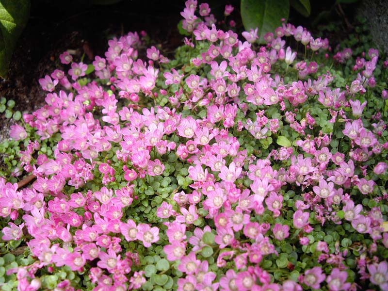 Lysimachia tenella 'Studland' photo